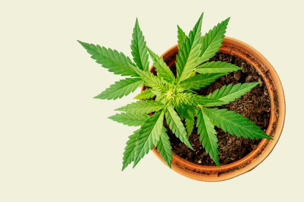 floating cannabis plant